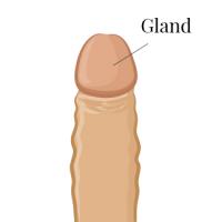 Anatomie gland Anatomie gland