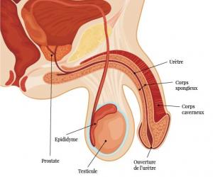 Anatomie pénis Anatomie pénis