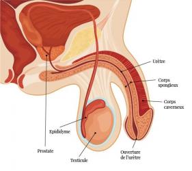agrandissement pénis
