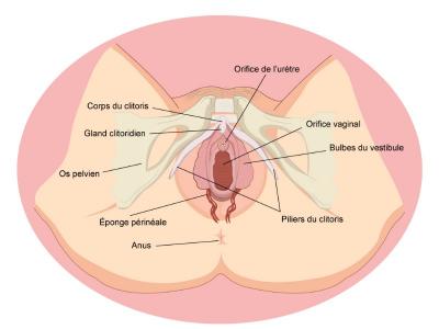 Vaginoplastie par acide hyaluronique Tourcoing
